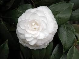 Camellia White Flower seeds for Planting - Wildflower Mix, Heirloom & GMO Free Seeds for Home Garden
 
 Sale for planting in home garden
