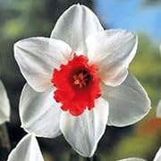 Mixed Color Climbing Rose Flower Seeds for Planting Garden Favorite Heirloom & GMO Free Seeds for Home Garden
 
 Sale for planting in home garden