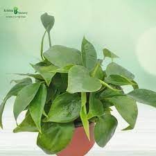 Philodendron Flower seeds for Planting Premium Quality Heirloom & GMO Free Seeds for Home Garden 
 
 Sale for planting in home garden