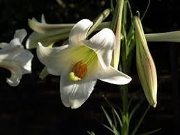 Lilium Longiflorum Flower seeds for Planting Premium Quality Heirloom & GMO Free Seeds for Home Garden 
 
 Sale for planting in home garden