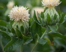 Heirloom SafFlower seeds for Planting Garden Favorite Heirloom & GMO Free Seeds for Home Garden 
 
 Sale for planting in home garden
