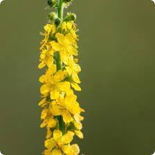 Heirloom Agrimony Flower seeds for Planting Colorful Display Heirloom & GMO Free Seeds for Home Garden 
 
 Sale for planting in home garden