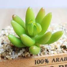 Burgundy Rose Flower Seeds for Planting Low Maintenance Heirloom & GMO Free Seeds for Home Garden
 
 Sale for planting in home garden