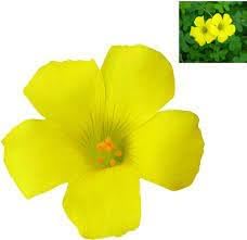 Sorrel Flower seeds for Planting - Cut Flower Favorite, Heirloom & GMO Free Seeds for Home Garden
 
 Sale seeds for home garden