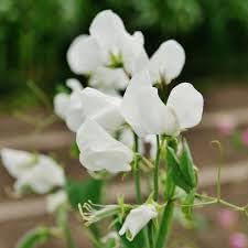 Heirloom Sweet Pea Flower seeds for Planting Cut Flower Favorite Heirloom & GMO Free Seeds for Home Garden 
 
 Sale for planting in home garden
