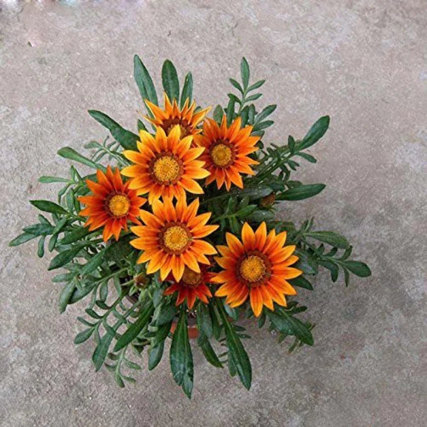 Plant Vibrant Gazania Flower Seeds In Orange For A Striking And Colorful Garden