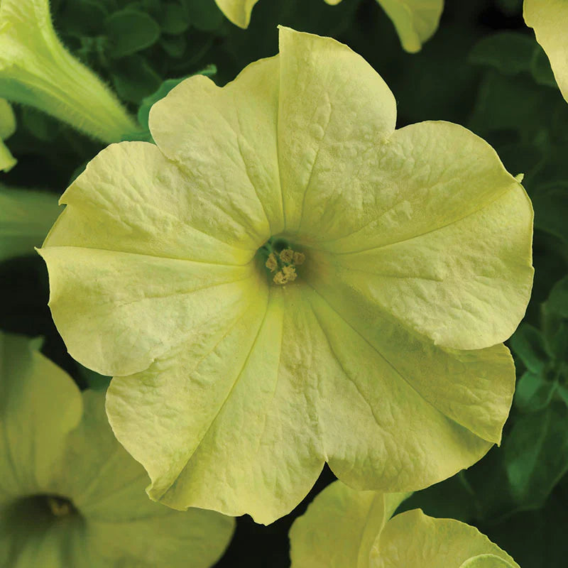 Blue Lime Green Petunia Flower seeds for Planting - Low Maintenance, Heirloom & GMO Free Seeds for Home Garden
 
 Sale seeds for planting in home garden