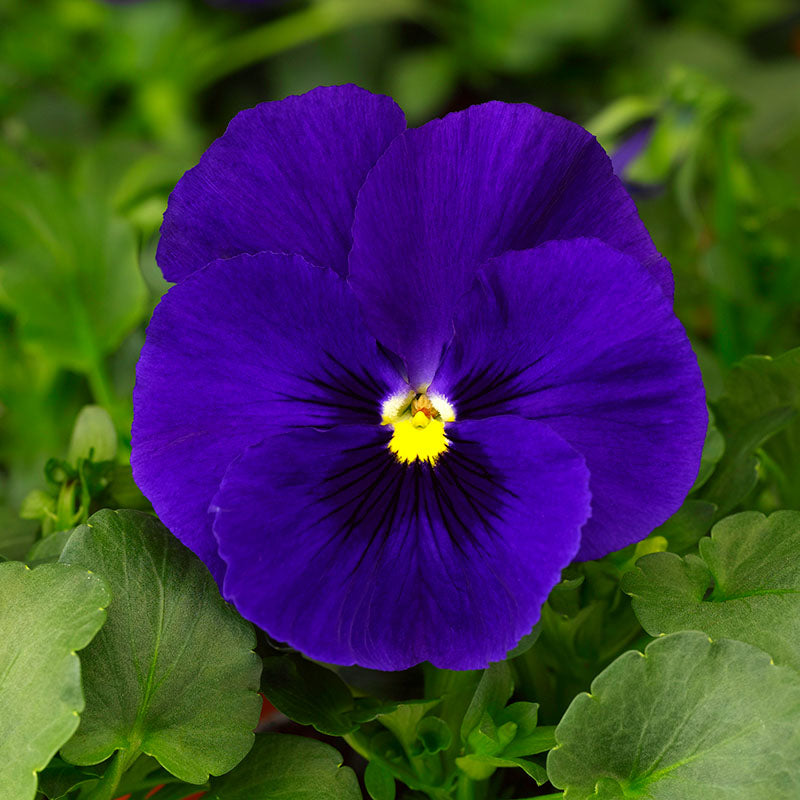 Pansy Delta Pre Deep Blue seeds for deep blue blooms