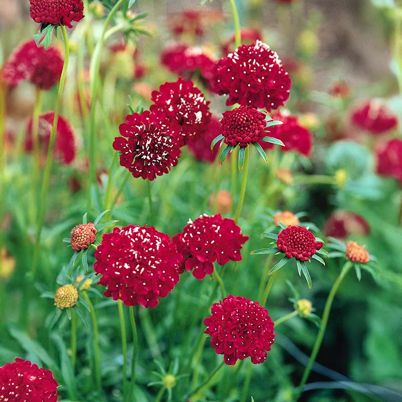 Red Pincushion Flower seeds for Planting - Compact Growth, Heirloom & GMO Free Seeds for Home Garden
 
 Sale for planting in home garden