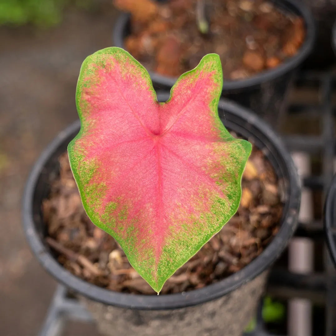 Caladium Bicolor Deep Pink Seeds For Planting - Vibrant Foliage Your Garden