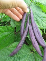 Violet Bean Seeds For Planting - Nutritious Vegetable Option Seeds