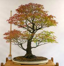 Bonsai Tree Seeds For Artistic Yellow Planting