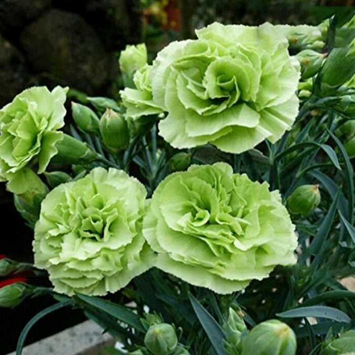 Carnation (Carnation Dianthus) seeds for planting in home garden