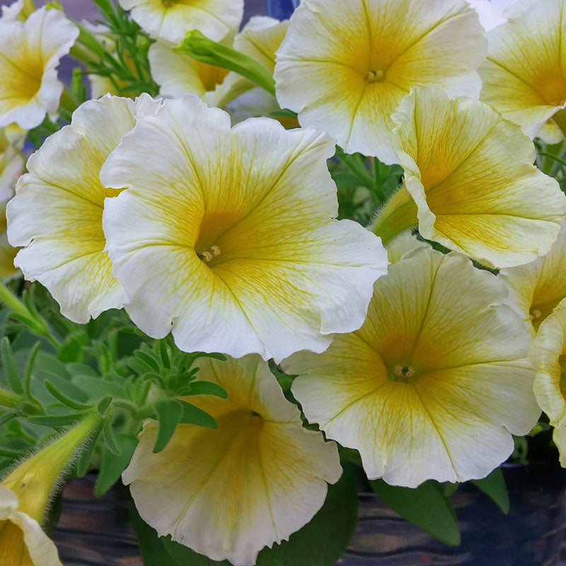 Yellow and White Petunia Flower seeds for Planting - Pollinator Friendly, Heirloom & GMO Free Seeds for Home Garden
 
 Sale for planting in home garden