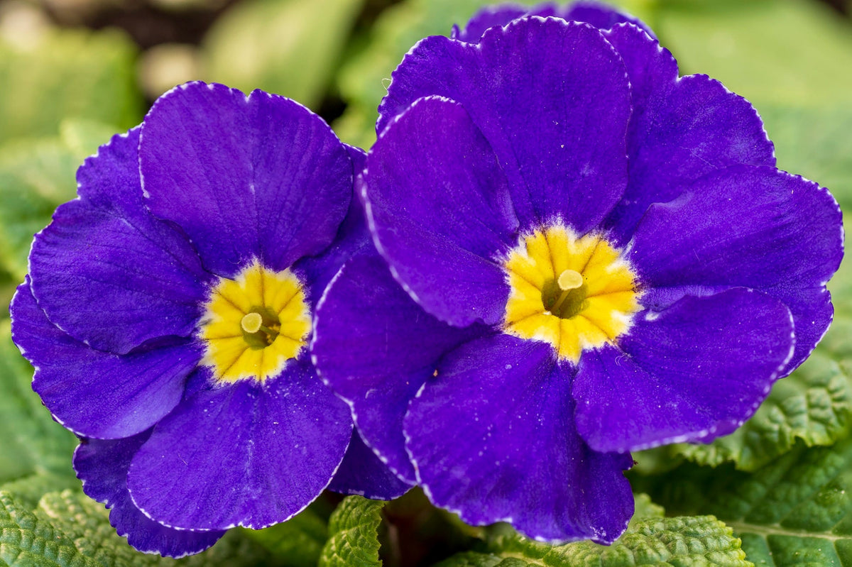 Violet Yellow Primula Malacoides Flower Seeds Flower seeds for Planting Sun Loving Heirloom & GMO Free Seeds for Home Garden 
 
 Sale for planting in home garden