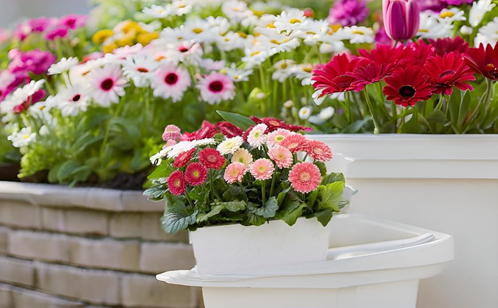 Gerbera jamesonii mixed daisy flower seeds