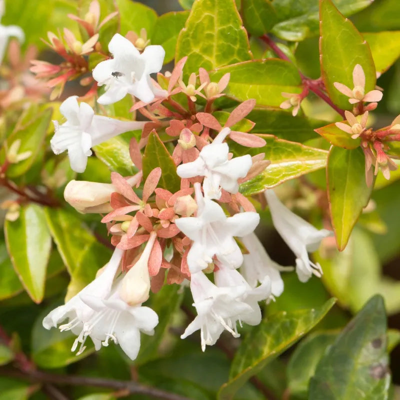 White Abelia Flower Seeds For Easy Planting