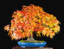 Bonsai Tree Seeds For Artistic Yellow Planting