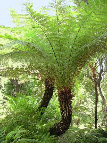 Silver Fern Tree Seeds Planting For Lush Greenery And Stunning Landscaping