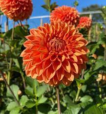 Orange Dahlia Flower Seeds For Planting