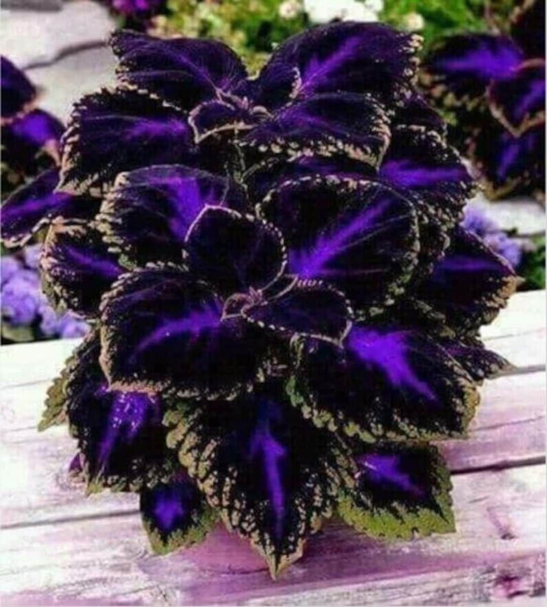 Blue Dragon Coleus Seeds For Planting Flower