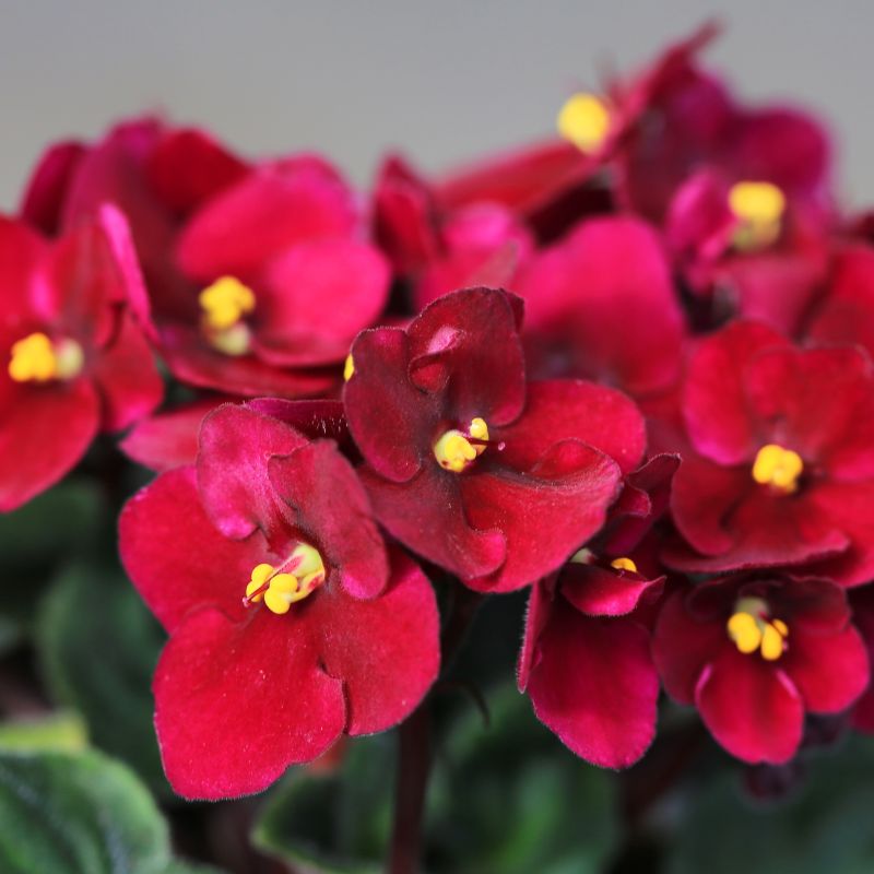 African Violet Red Flower Seeds For Unique Ground Cover | Exotic Blooms