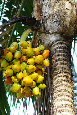 Bactris Gasipaes Seeds For Planting