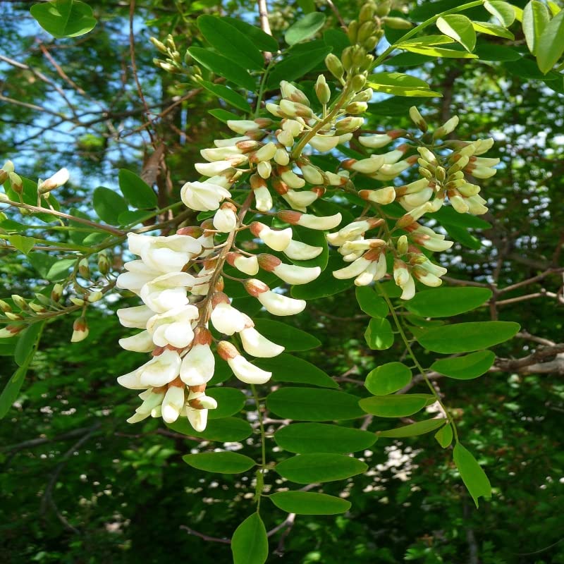 Robinia Flower Seeds Planting Essentials