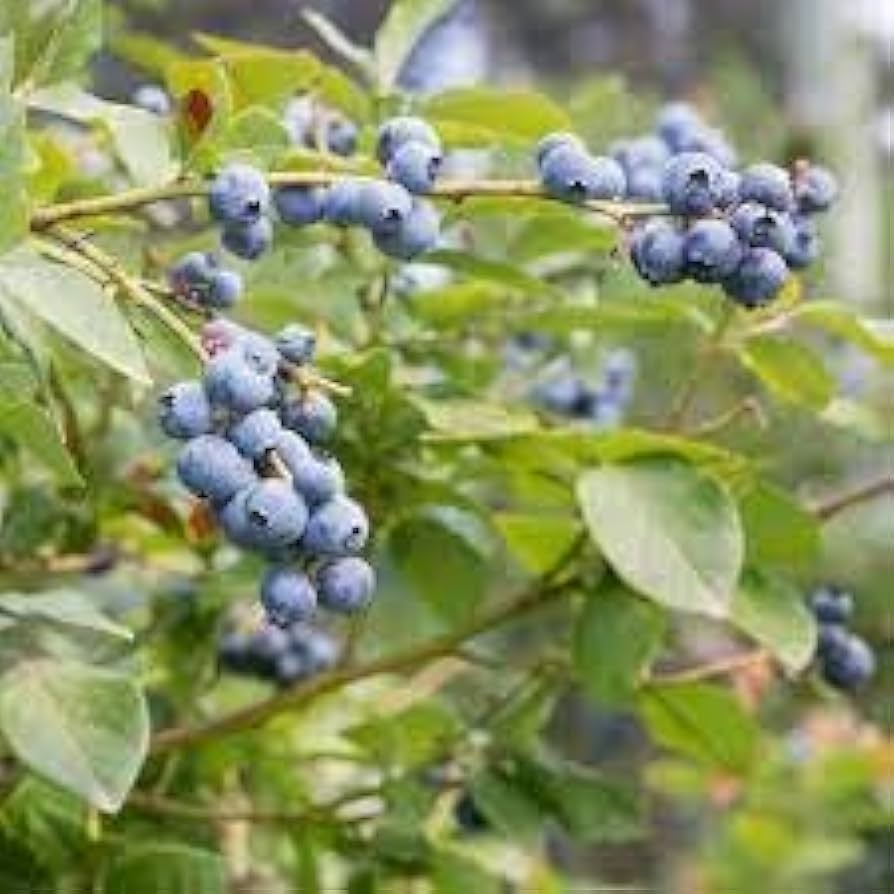 Berry Blue Haskap Fruit Seeds For Planting - Unique Berries Your Garden