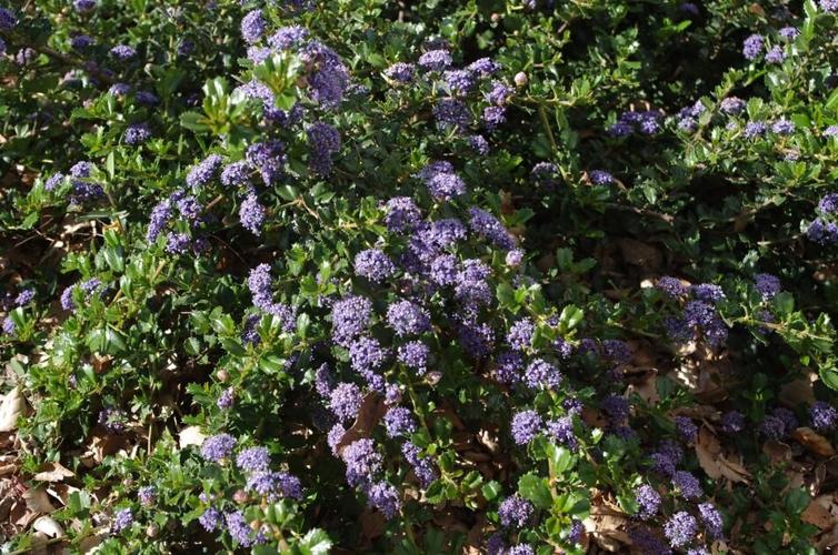 Ceanothus Prostratus Seeds For Easy Planting