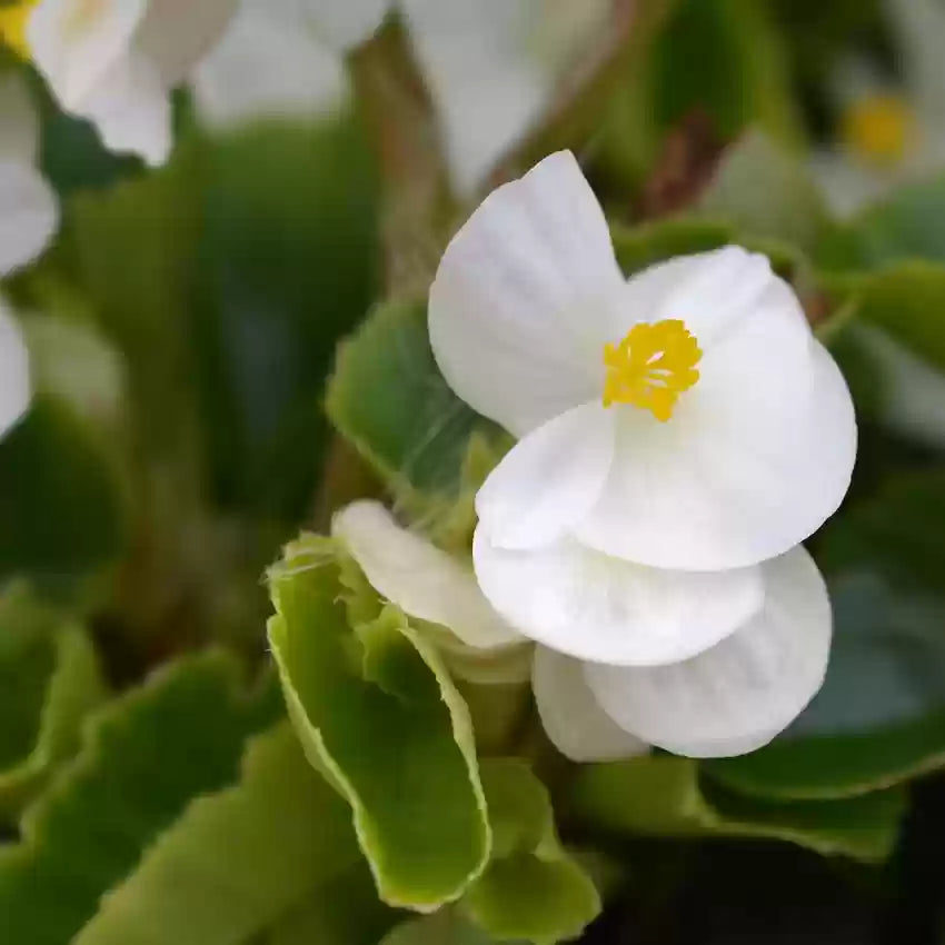 Begonia White Flower seeds for Planting - Wildflower Mix, Heirloom & GMO Free Seeds for Home Garden
 
 Sale seeds for planting in home garden