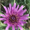 Salsify Edible Planting Flower Seeds