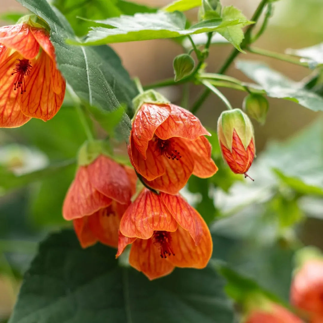 Abutilon Hybridum Flower Seeds - Complete Planting Kit