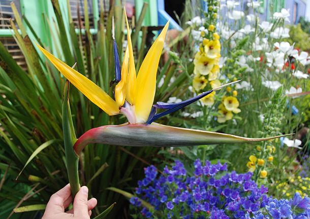 Strelitzia Flower Seeds Yellow Green