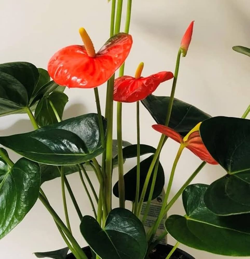 Anthurium Seeds - Dark Orange Variety For Planting & Thriving Gardens