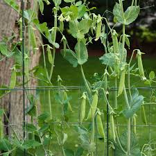 Snap Pea Seeds For Easy Planting