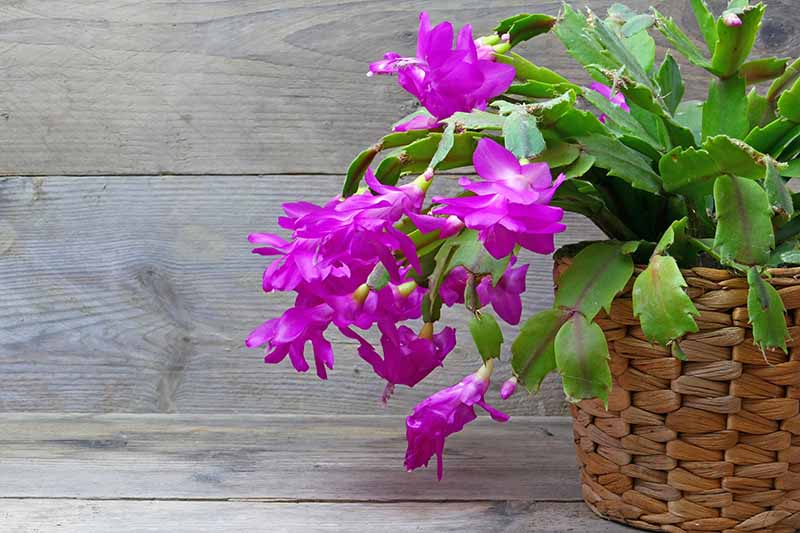 Schlumbergera Flower Seeds Purple Planting - For Vibrant And Eye-Catching Blooms In Your Garden