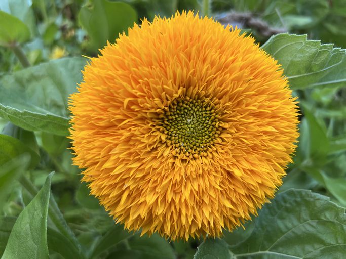 Yellow Bear Sunflowers Flower Seeds Planting Vibrant