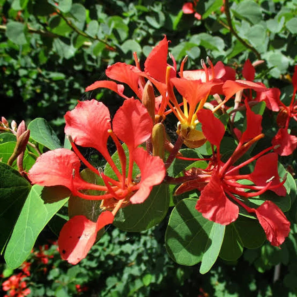 Bauhinia Tree Seeds For Planting - Red Perennial Flower