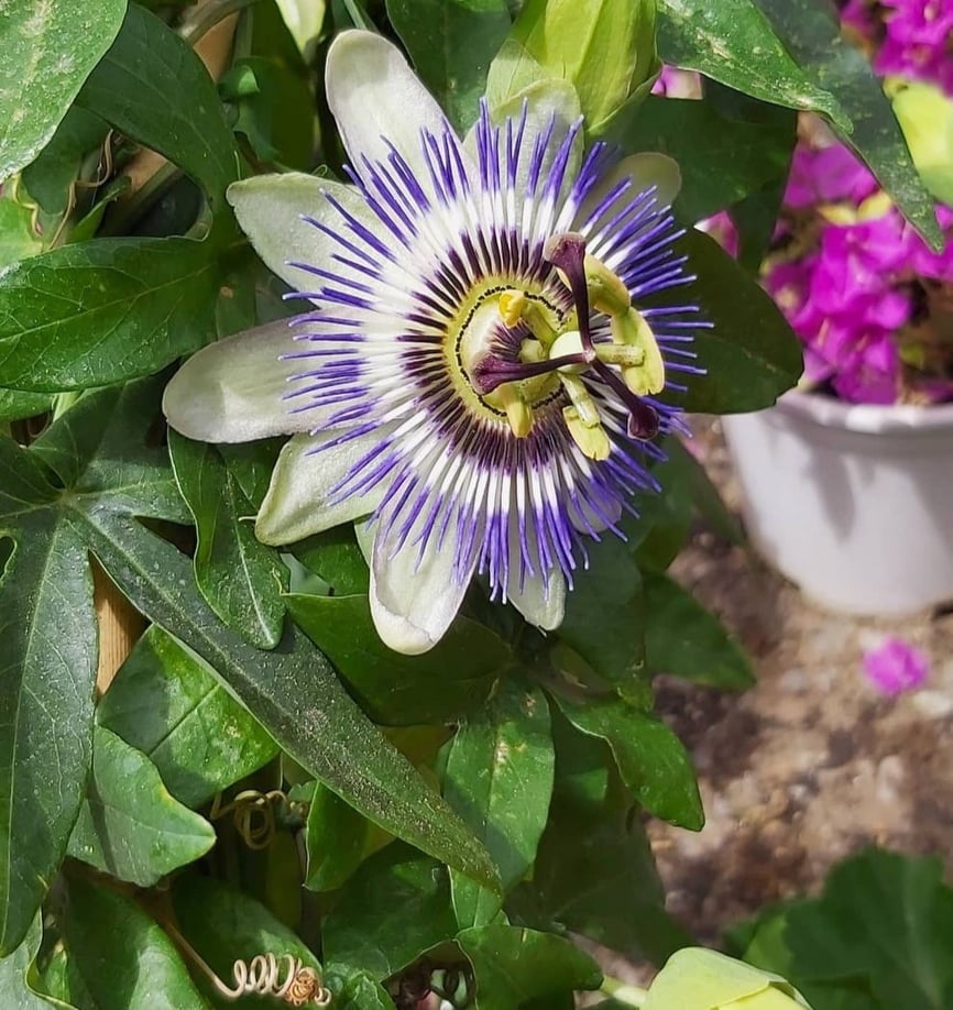 Stunning Blue Flower Seeds For Planting