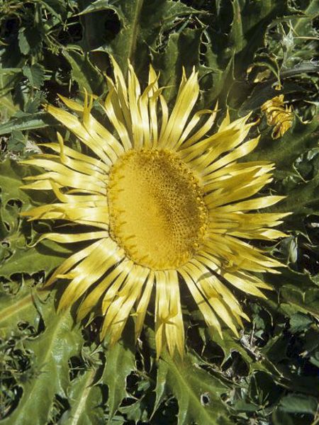 Acanthifolia Flower seeds for Planting Fragrant Blossoms Heirloom & GMO Free Seeds for Home Garden 
 
 Sale for planting in home garden