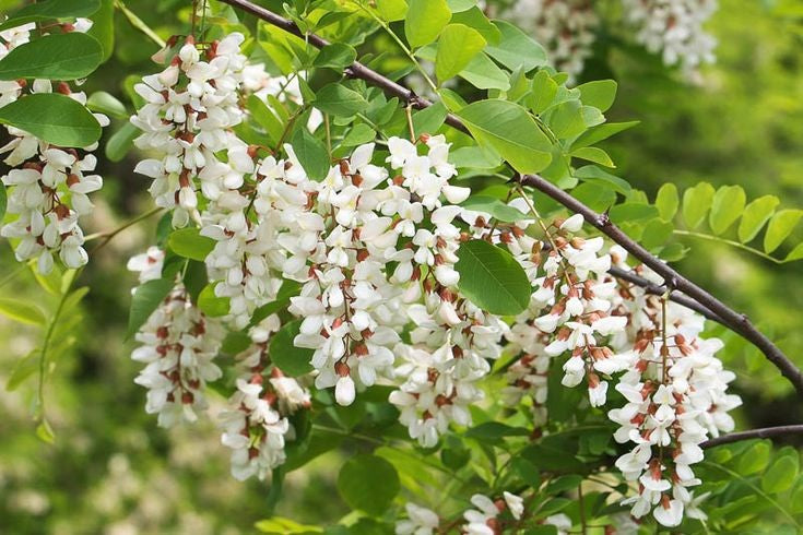 Robinia Flower Seeds Planting Essentials