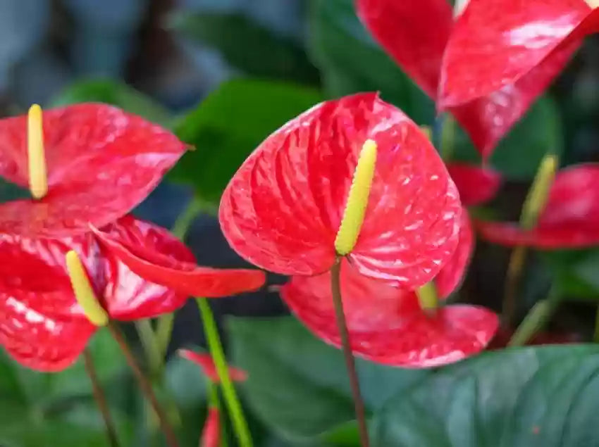 Anthurium Andraeanu Red Seeds For Planting - Vibrant Tropical Flower