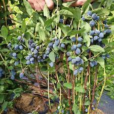 Berry Blue Haskap Fruit Seeds For Planting - Unique Berries Your Garden