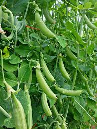 Snap Pea Seeds For Easy Planting