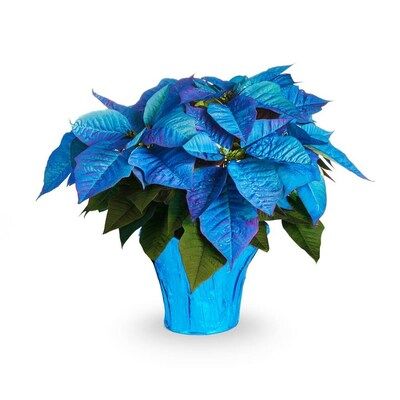 Colorful Charm With Blue Poinsettia Plant Seeds For Unique Planting Flower