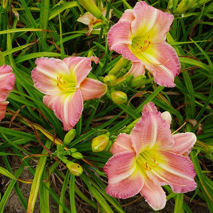 Daylily (Daylily Flower) seeds for planting in home garden