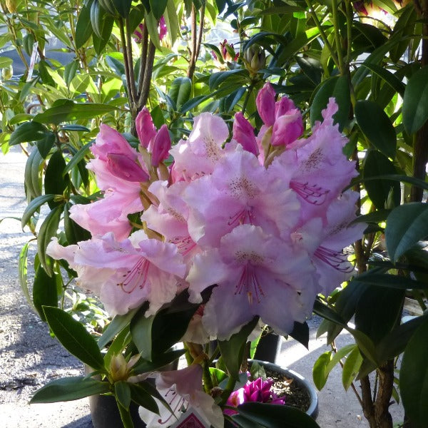 Rhododendron (Rhododendron Flower) seeds for planting in home garden