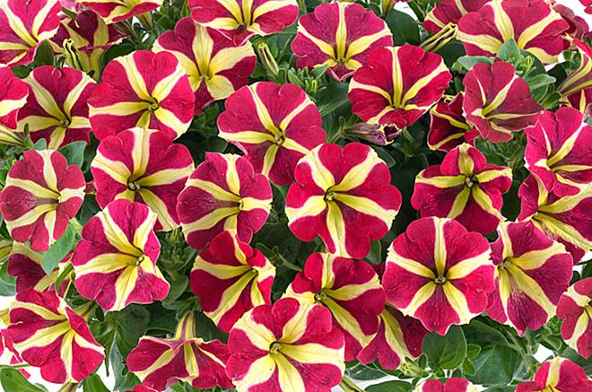 Petunia Flower Seeds For Planting - Bright Red & Yellow Blooms Your Garden