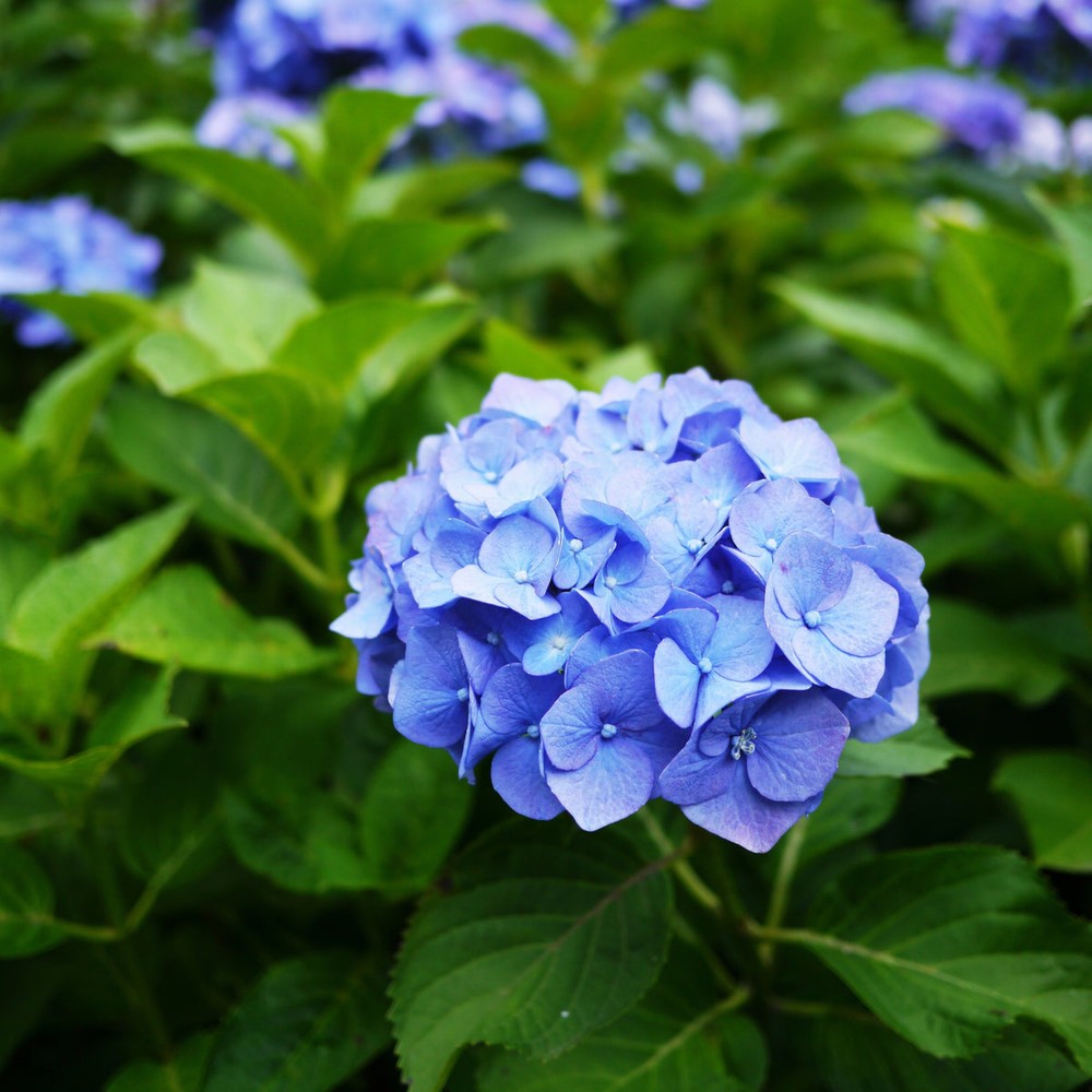 Deep Blue Hydrangea Flower seeds for Planting - Premium Quality, Heirloom & GMO Free Seeds for Home Garden
 
 Sale for planting in home garden